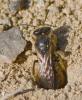 Lasioglossum sp.